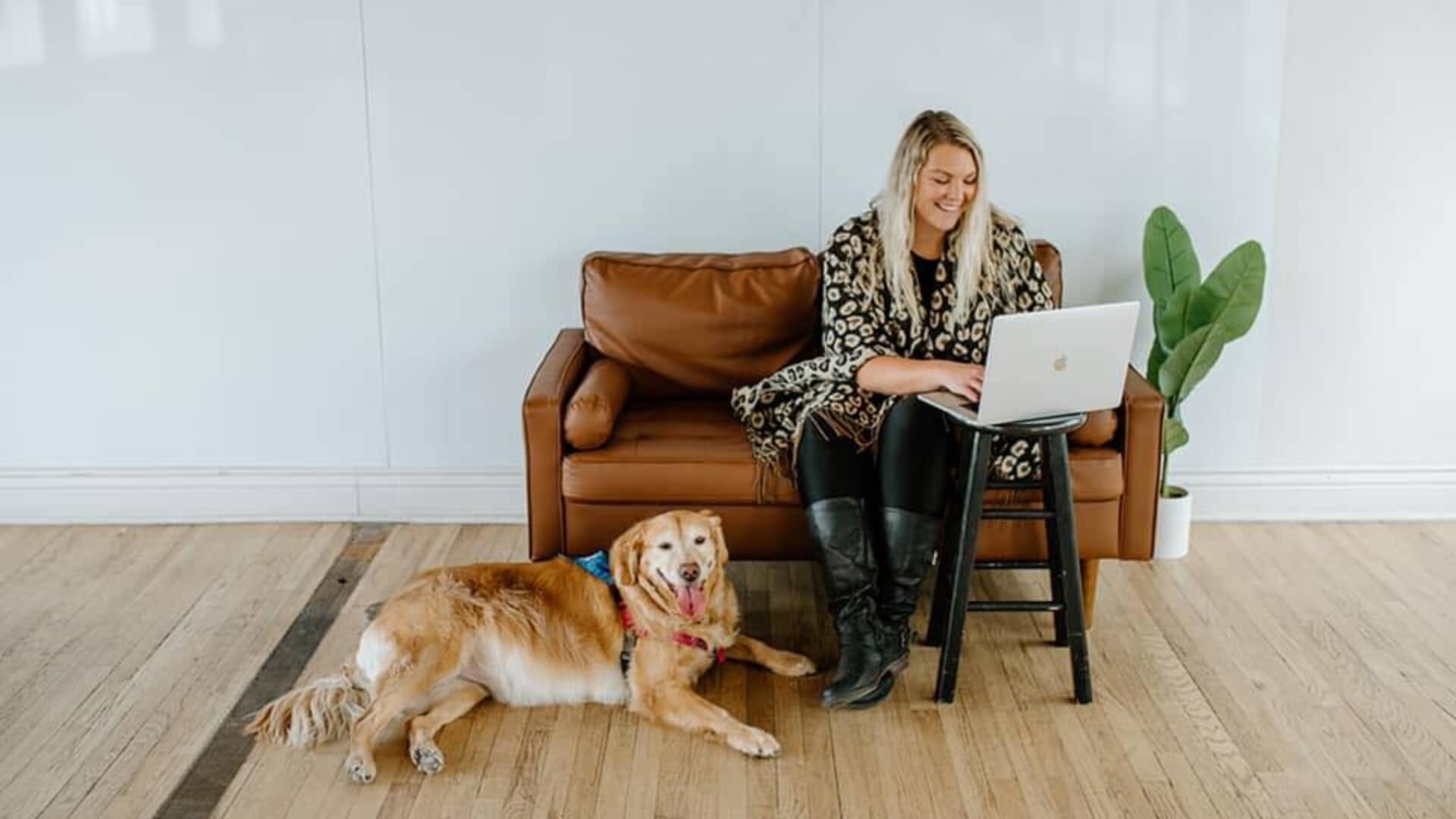 A therapy dog resting in a welcoming office