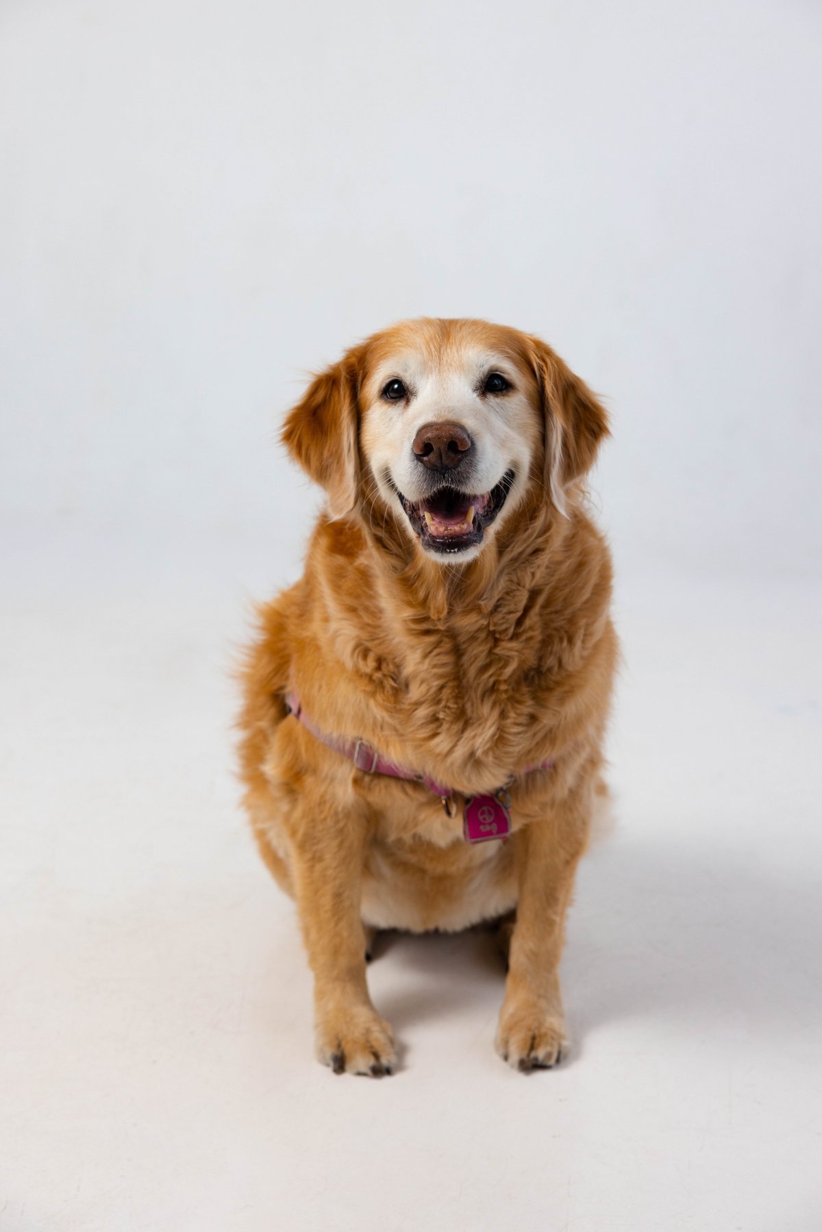 Lola, a golden retriever and certified professional therapy dog